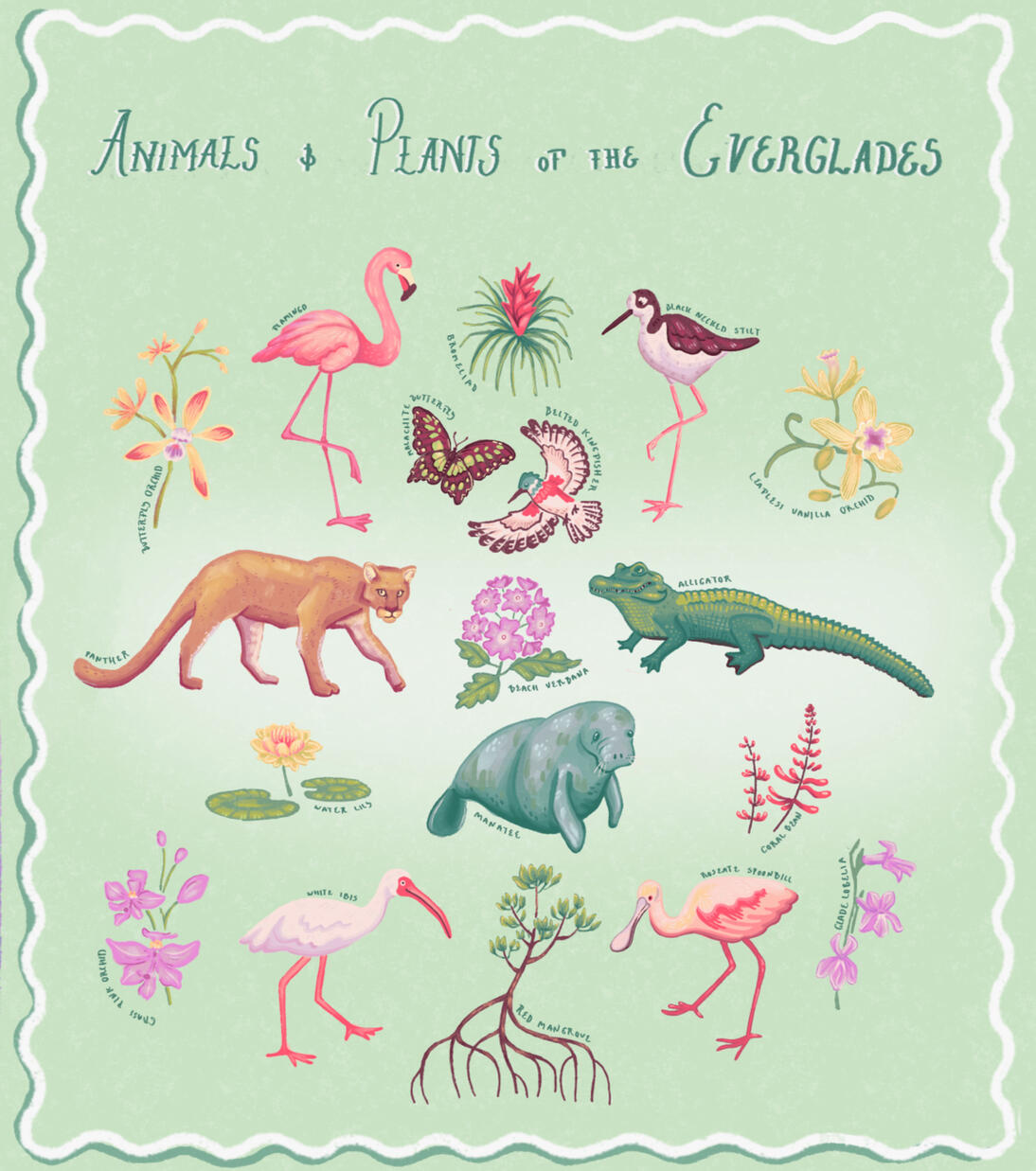 Animals and Plants of the Everglades